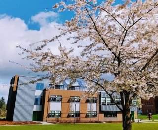 Cebula Hall under a blue sky with cherry blossoms